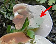 I ritrovamenti del 24.05.2011.fatte con nonno Antonio